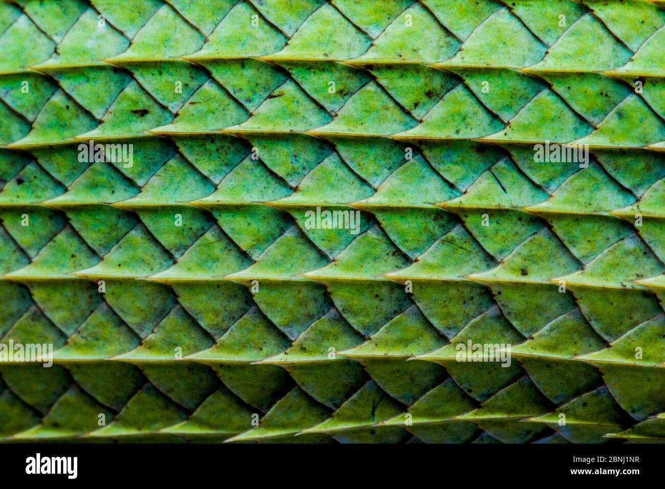 Close-up of the Green garden lizard (Calotes calotes) scales on the ...