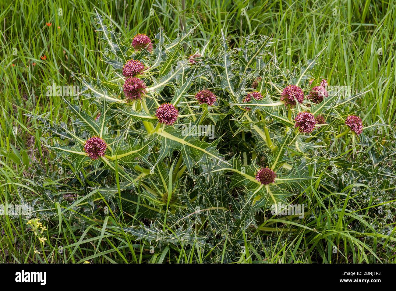 Tumble thistle (Gundelia tournefortii), flowering, endangered plant species in Armenia, Central Armenia, May. Stock Photo