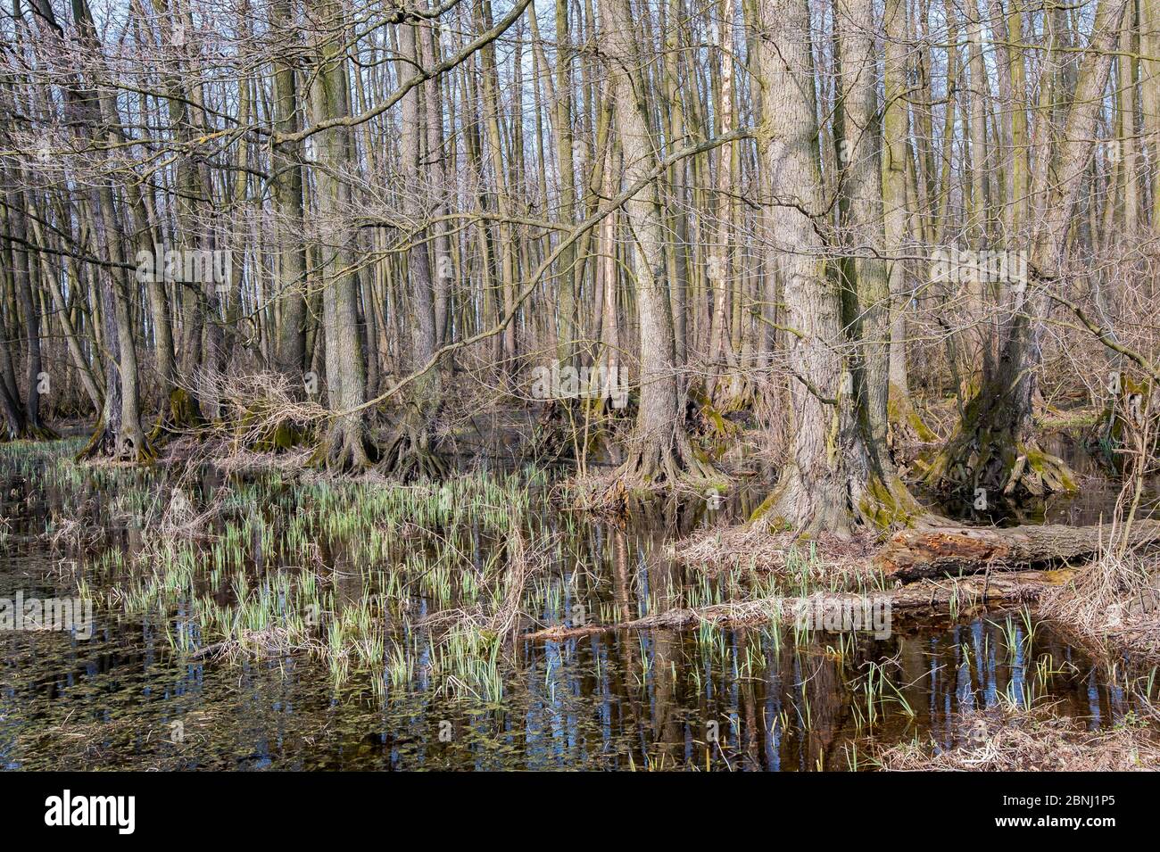 Black alder (Alnus glutinosa) swamp forest, Lake Neusiedl, Hungary, April. Stock Photo