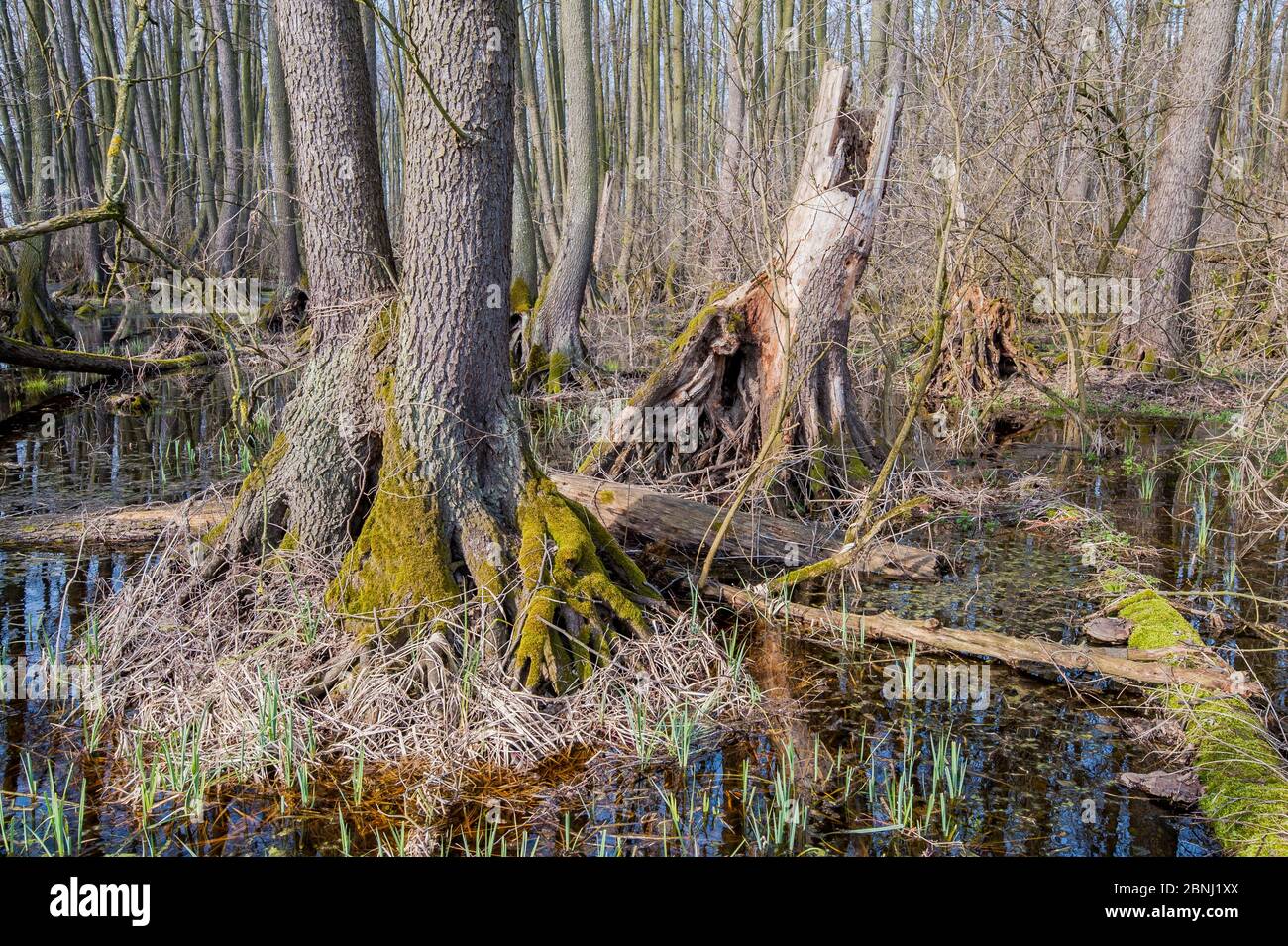 Black alder (Alnus glutinosa) swamp forest, Lake Neusiedl, Hungary Stock Photo