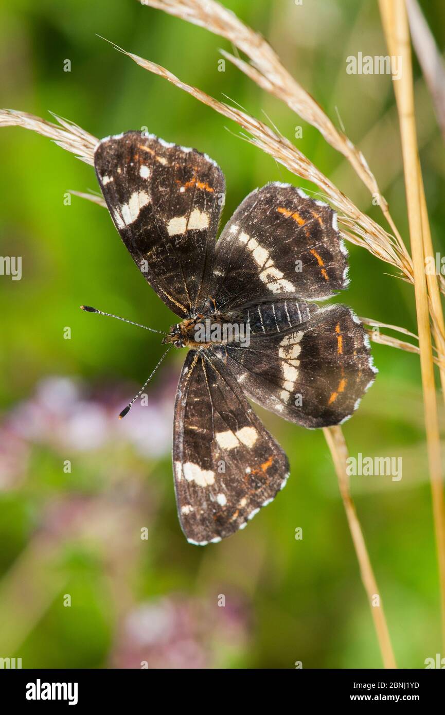 Map Butterfly (Araschnia levana f. prorsa), second brood, Bavaria, Germany, July. Stock Photo