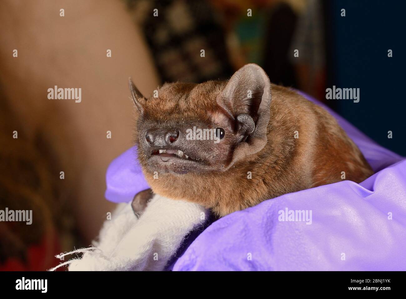 Noctule bat (Nyctalus noctula) held up at a public outreach event by Samantha Pickering, Boscastle, Cornwall, UK, October.  Model released. Stock Photo