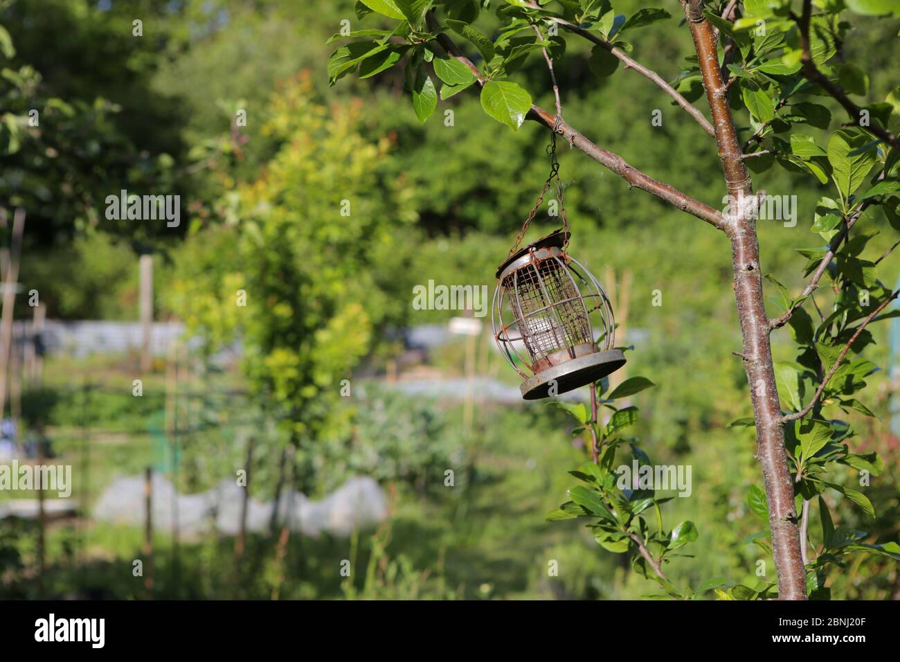 Empty metal bird feeder hanging from a tree branch Stock Photo