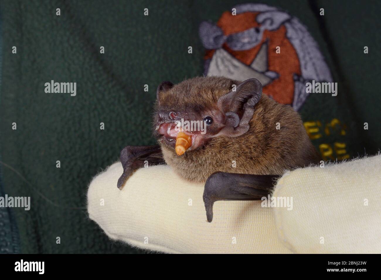 Leisler's / Lesser noctule bat (Nyctalus leisleri) eating a mealworm at