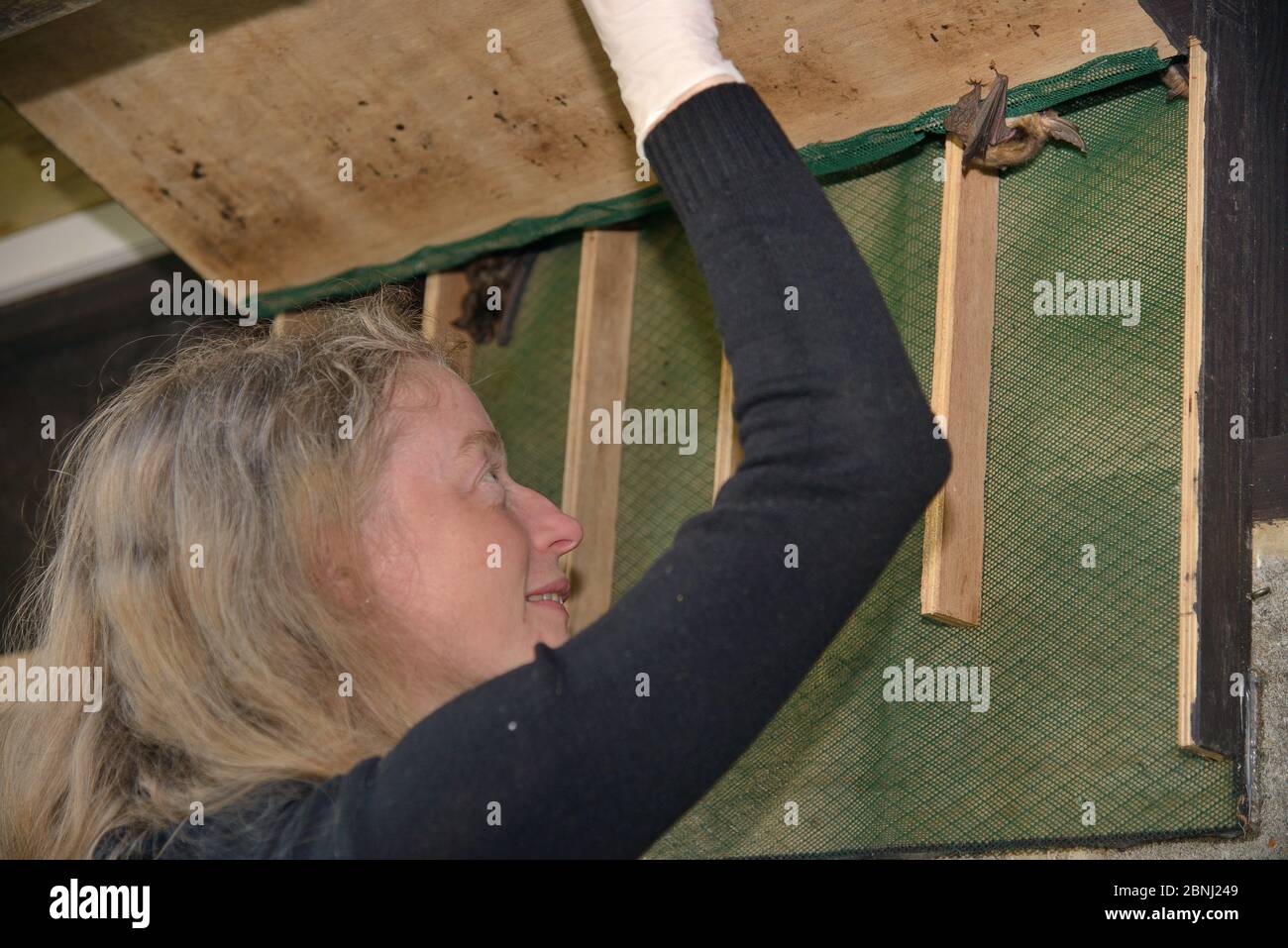 Samantha Pickering opening a bat box within a flight cage at dusk to