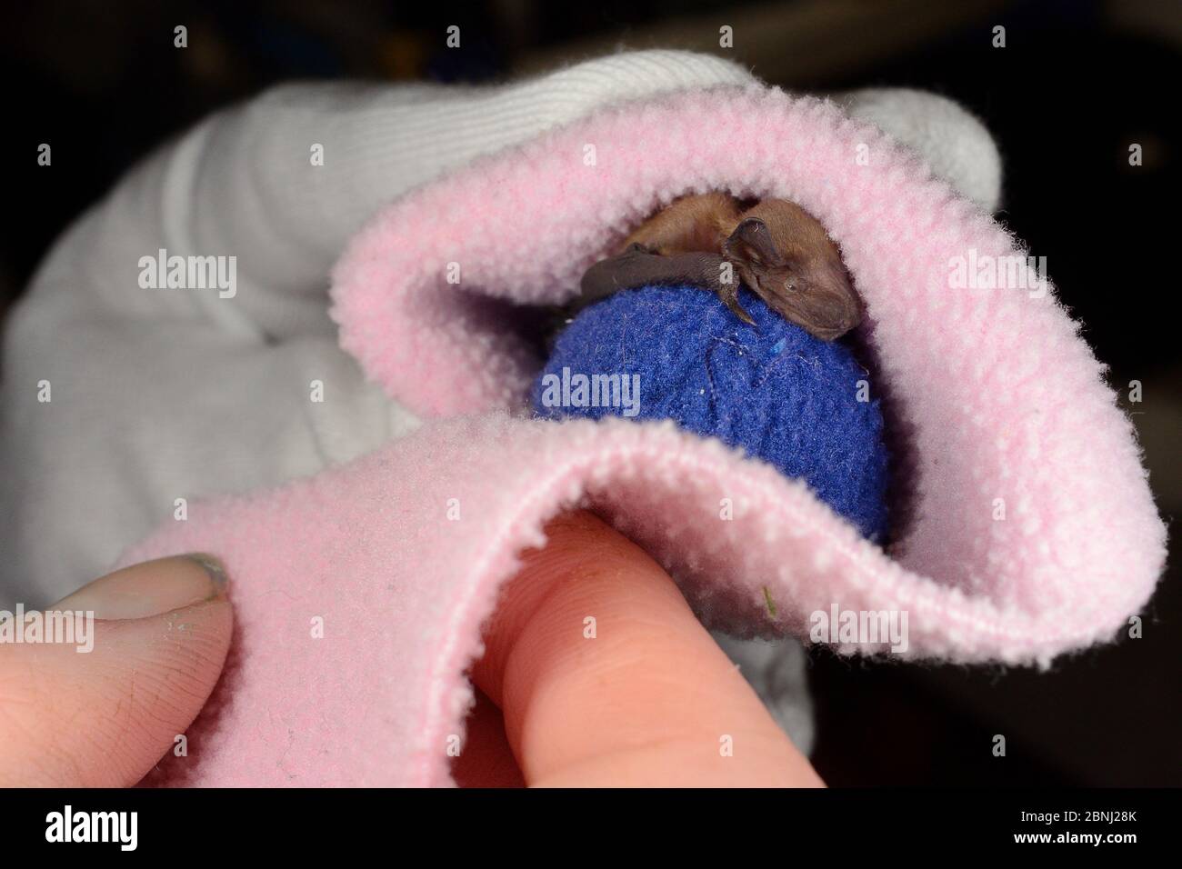 Rescued week-old abandoned Common pipistrelle bat pup (Pipistrellus pipistrellus) clinging to a ball of fabric and being wrapped in a fleece before be Stock Photo