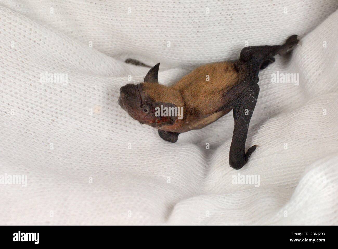 Rescued week-old abandoned Common pipistrelle bat pup (Pipistrellus pipistrellus) held in a hand after being fed with goat's milk, North Devon Bat Car Stock Photo
