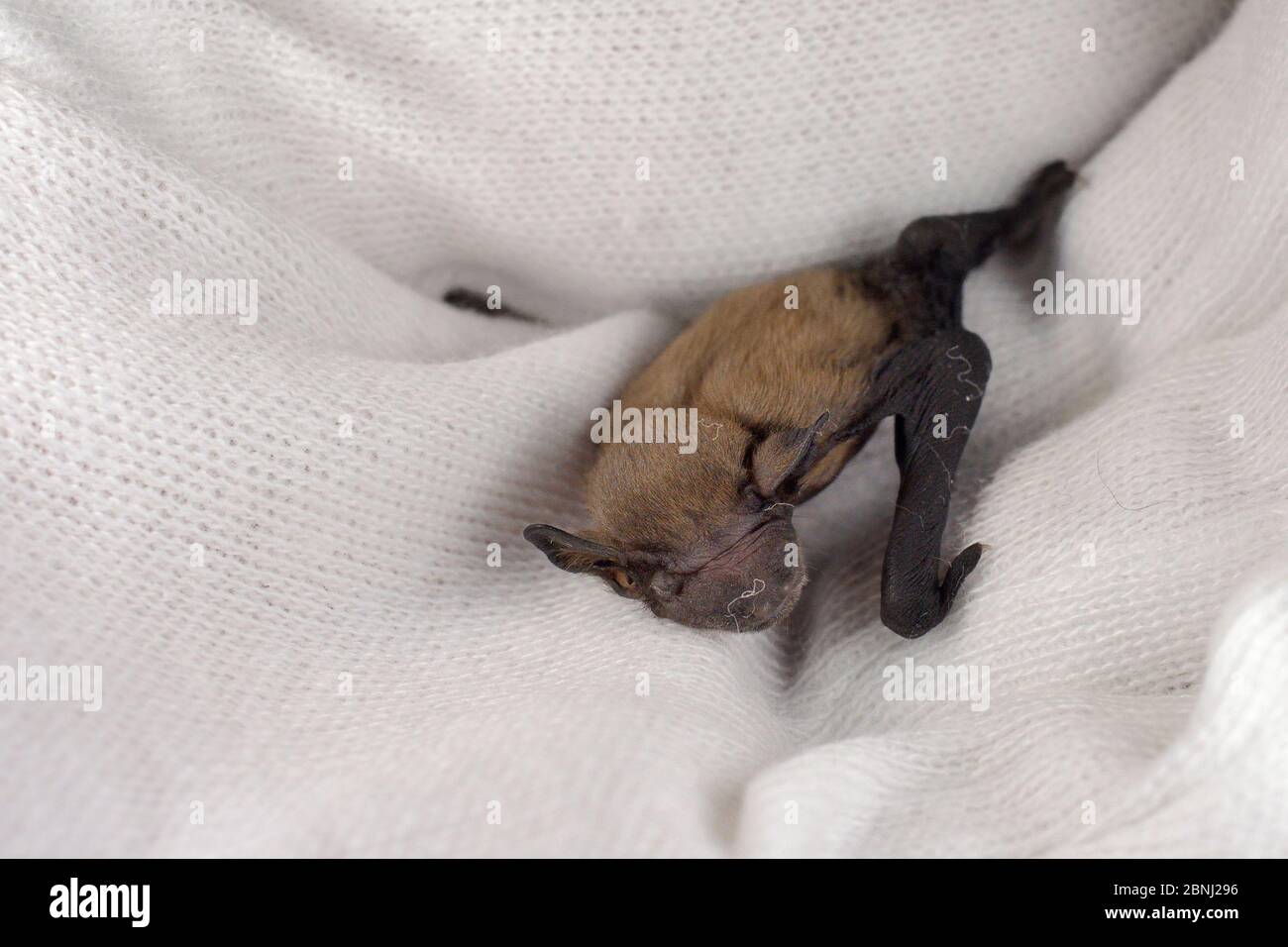 Rescued week-old abandoned Common pipistrelle bat pup (Pipistrellus pipistrellus) held in a hand after being fed with goat's milk, North Devon Bat Car Stock Photo