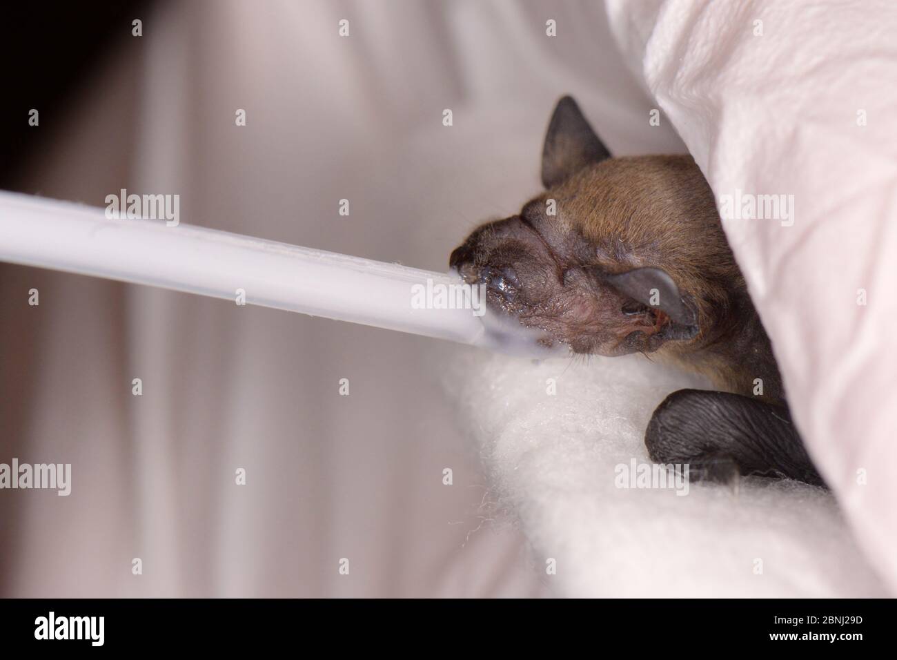 Rescued week old abandoned Common pipistrelle bat pup (Pipistrellus pipistrellus) being fed with goat's milk from a pipette, North Devon Bat Care, Bar Stock Photo