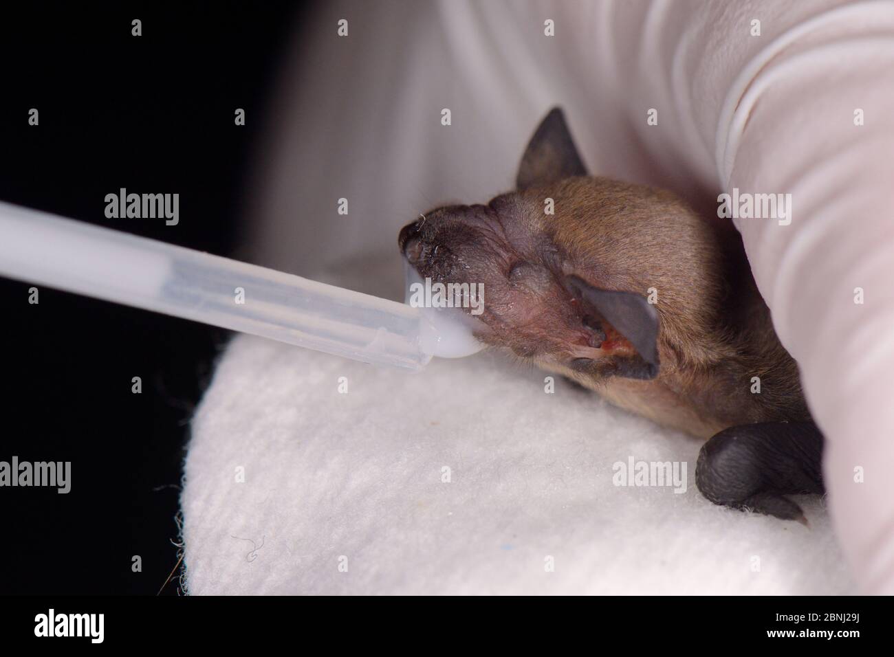 Rescued week-old abandoned Common pipistrelle bat pup (Pipistrellus pipistrellus) held in a hand, being fed with goat's milk from a pipette, North Dev Stock Photo