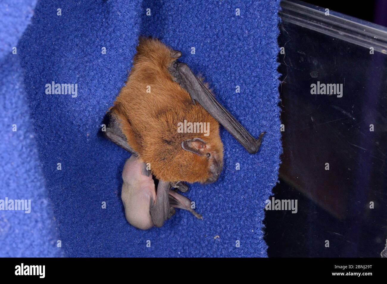 Rescued Common pipistrelle bat (Pipistrellus pipistrellus) with a young pup, just a few days old, partly hidden as it suckles from her, North Devon Ba Stock Photo