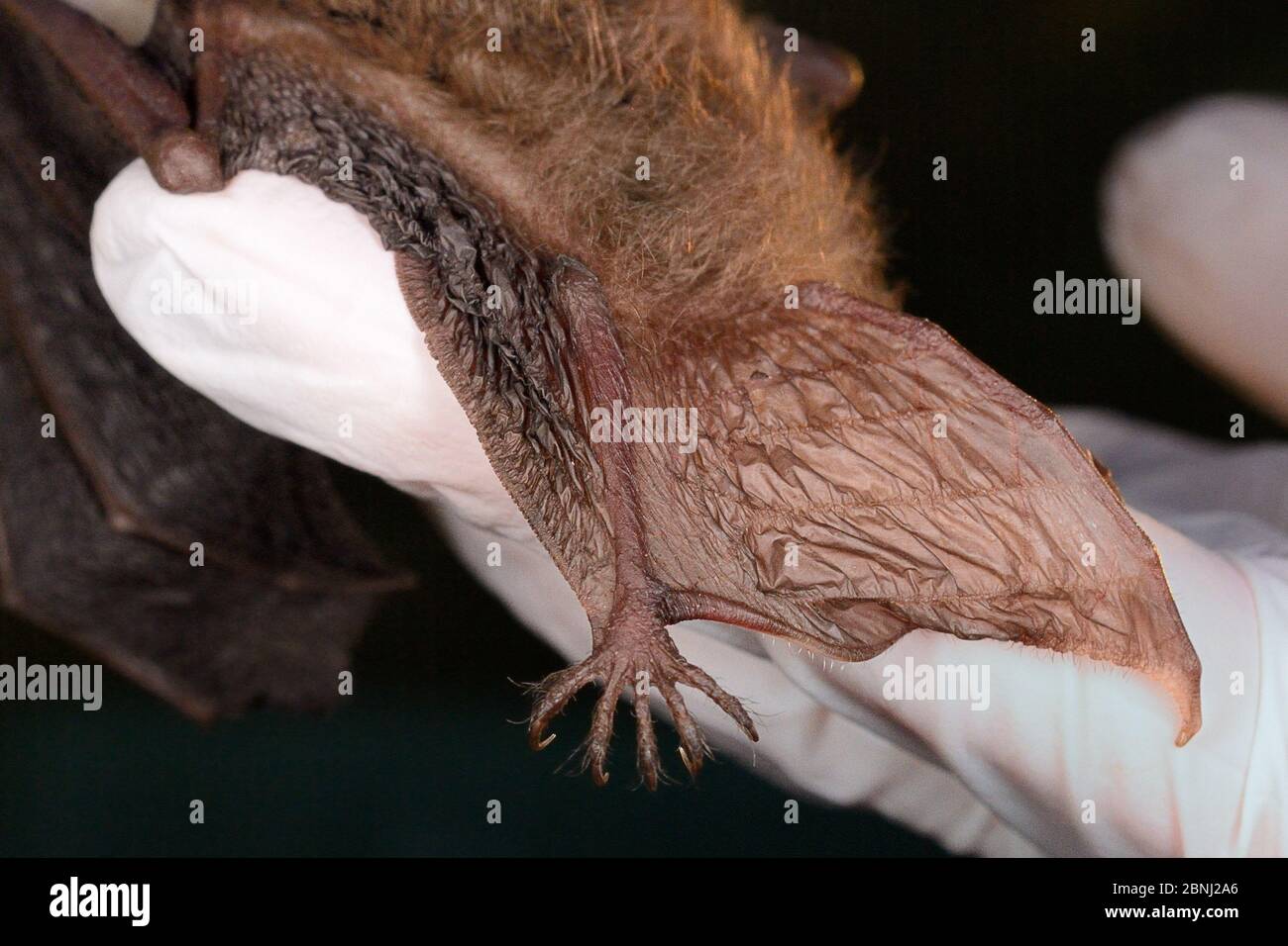 Rescued Natterer S Bat Myotis Nattereri Held In A Hand Showing Its Distinctive S Shaped Calcar Supporting The Tail Membrane North Devon Bat Care Stock Photo Alamy