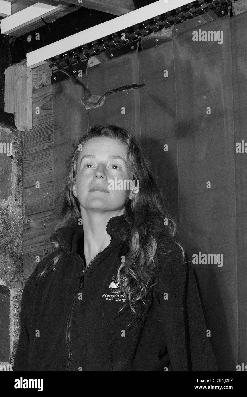 Samantha Pickering watching a rescued Brown long-eared bat (Plecotus auritus) flying around her flight cage as she checks it's ability to hunt prey on Stock Photo