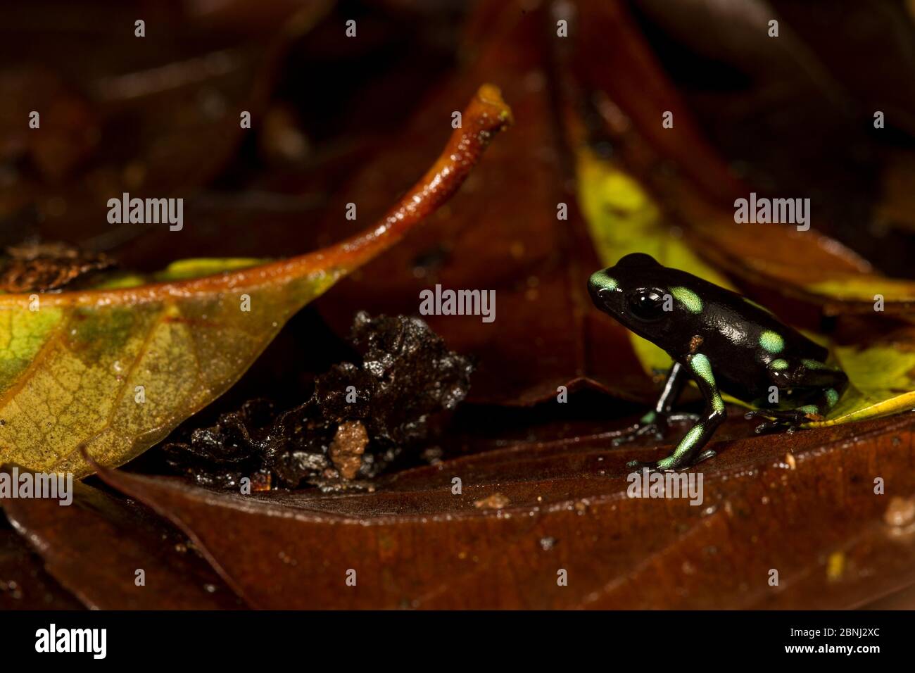 Green and black poison dart frog (Dendrobates auratus) Barro Colorado Island, Gatun Lake, Panama Canal, Panama. Stock Photo