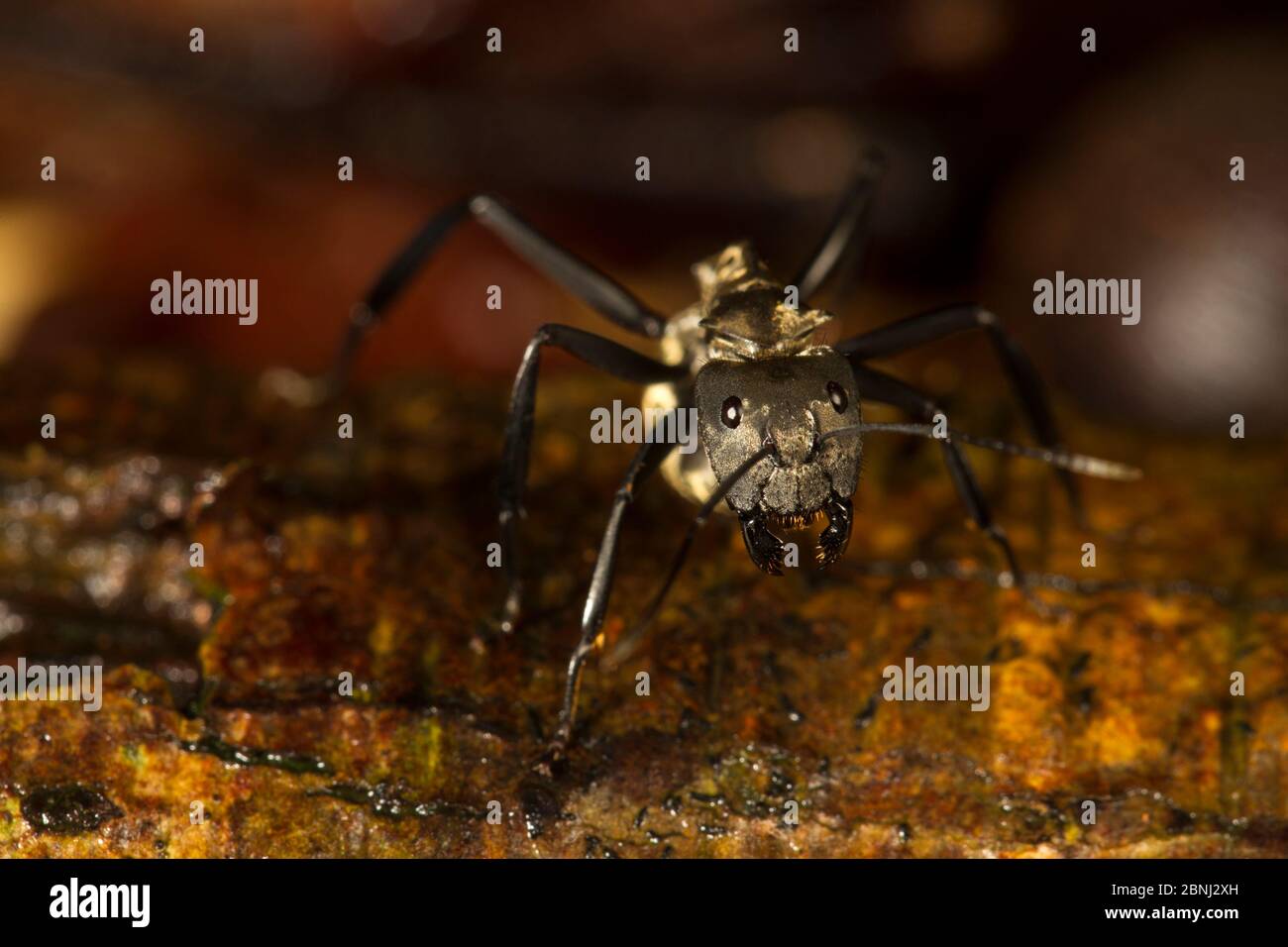 Carpenter ant (Camponotus sericeiventris) Barro Colorado Island, Gatun Lake, Panama Canal, Panama. Stock Photo