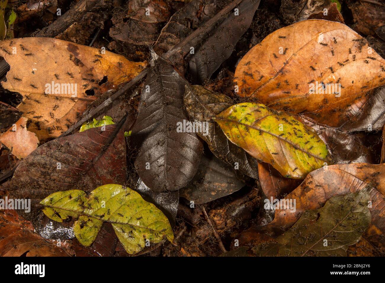 Army ants, Barro Colorado Island, Gatun Lake, Panama Canal, Panama. Stock Photo