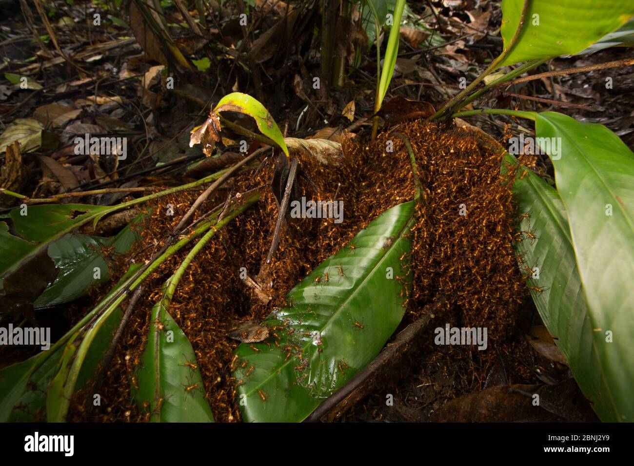 Army ants (Eciton hamatum) forming a  bivouac or temporary nest formed by the bodies of the insects, Barro Colorado Island, Gatun Lake, Panama Canal, Stock Photo