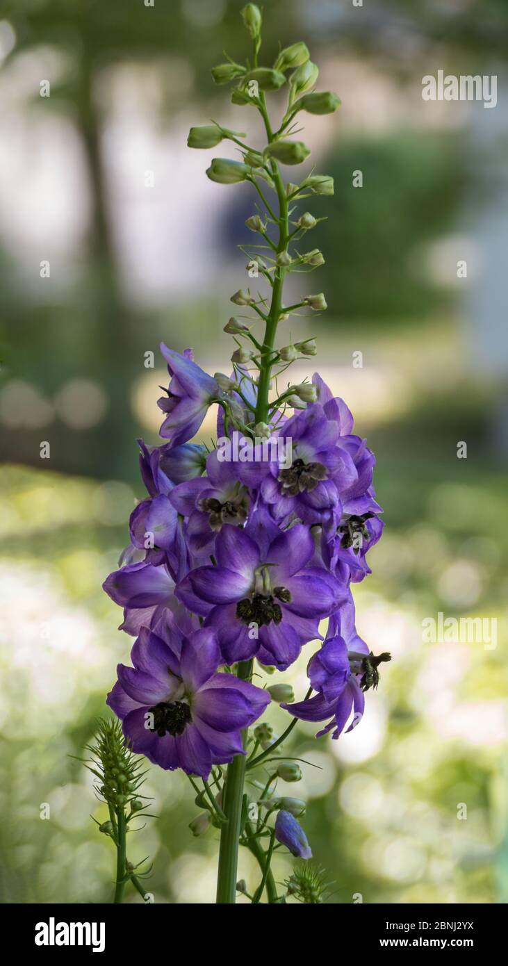 Single flower of the blue larkspur, delphinium Stock Photo - Alamy