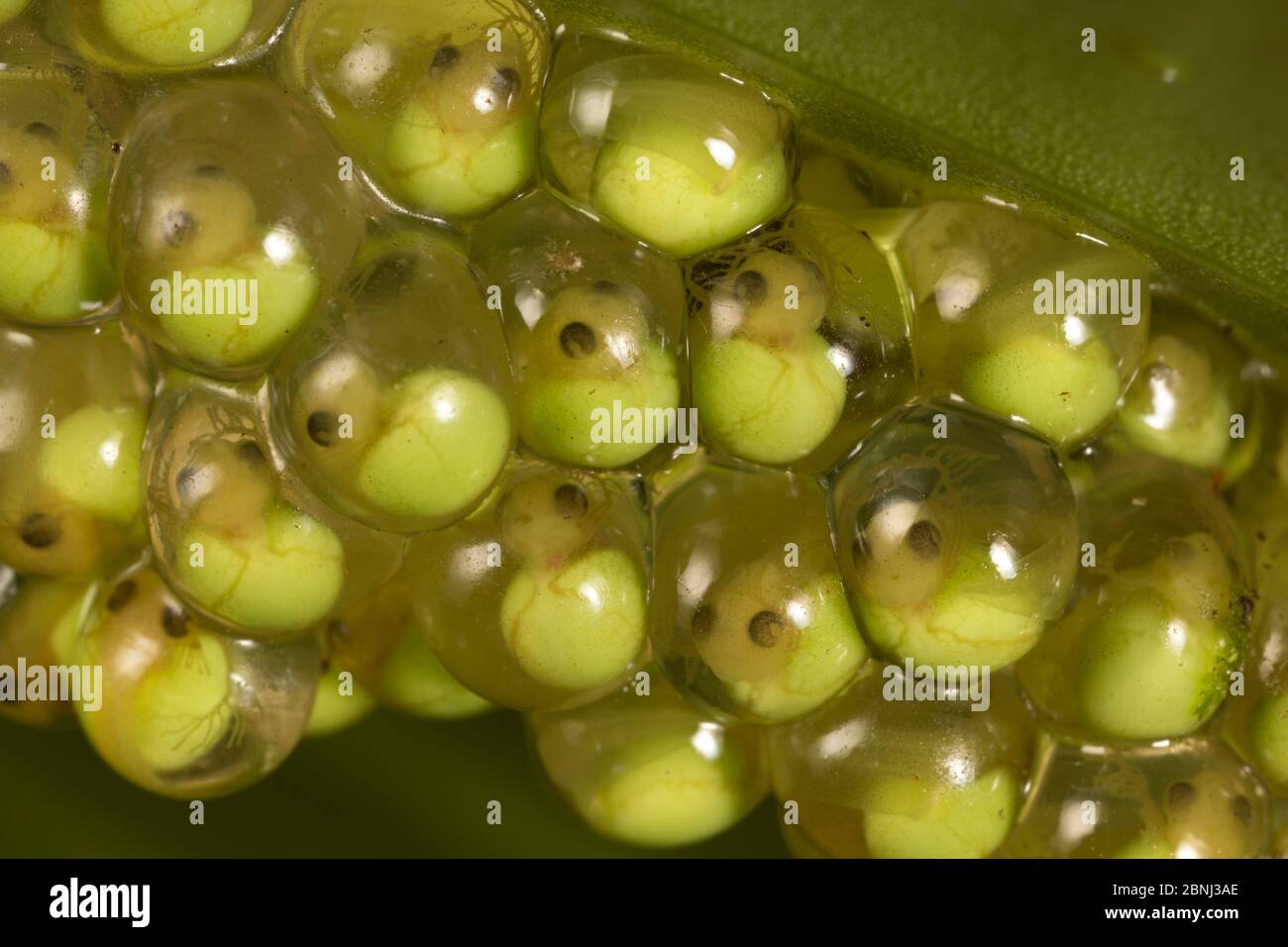 Red eyed tree frog (Agalychnis callidryas) eggs laid on leaf, Barro