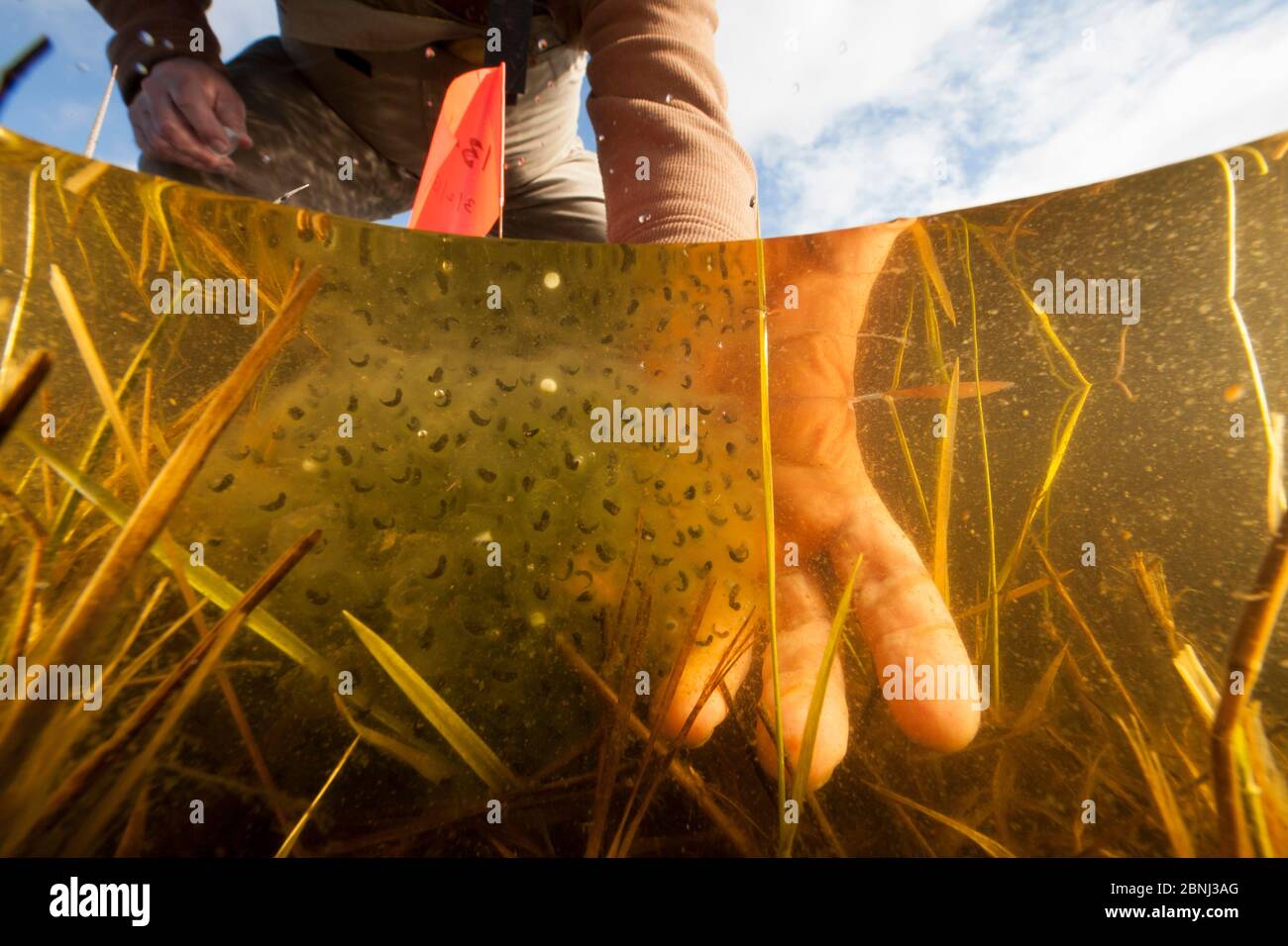 Biologist Mark Hayes checking egg mass of Oregon spotted frog (Rana pretiosa) Conboy Lake National Wildlife Refuge,          Washington, USA. March 20 Stock Photo