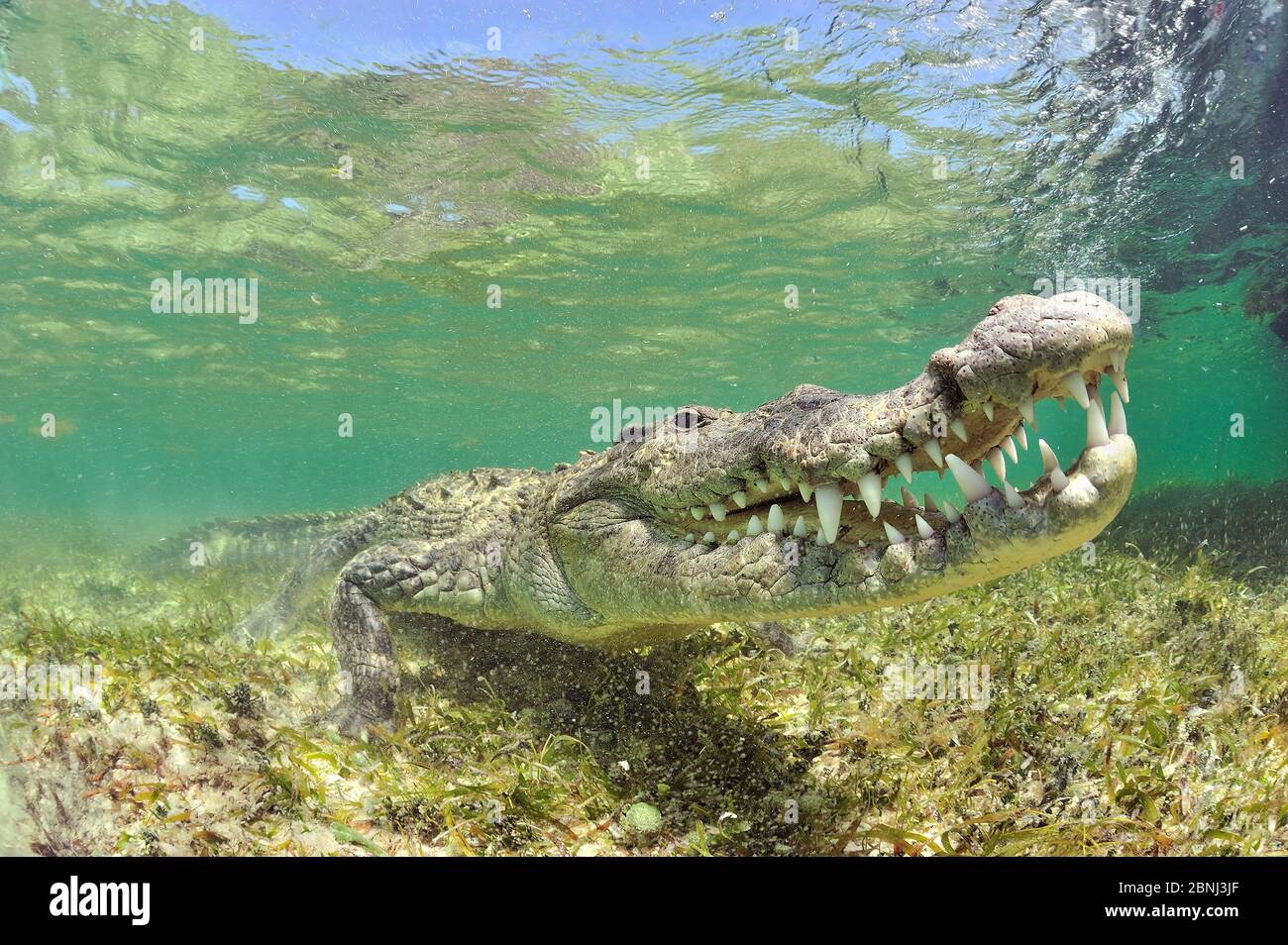 American crocodile (Crocodylus acutus) Yucatan Peninsula, Mexico Stock Photo