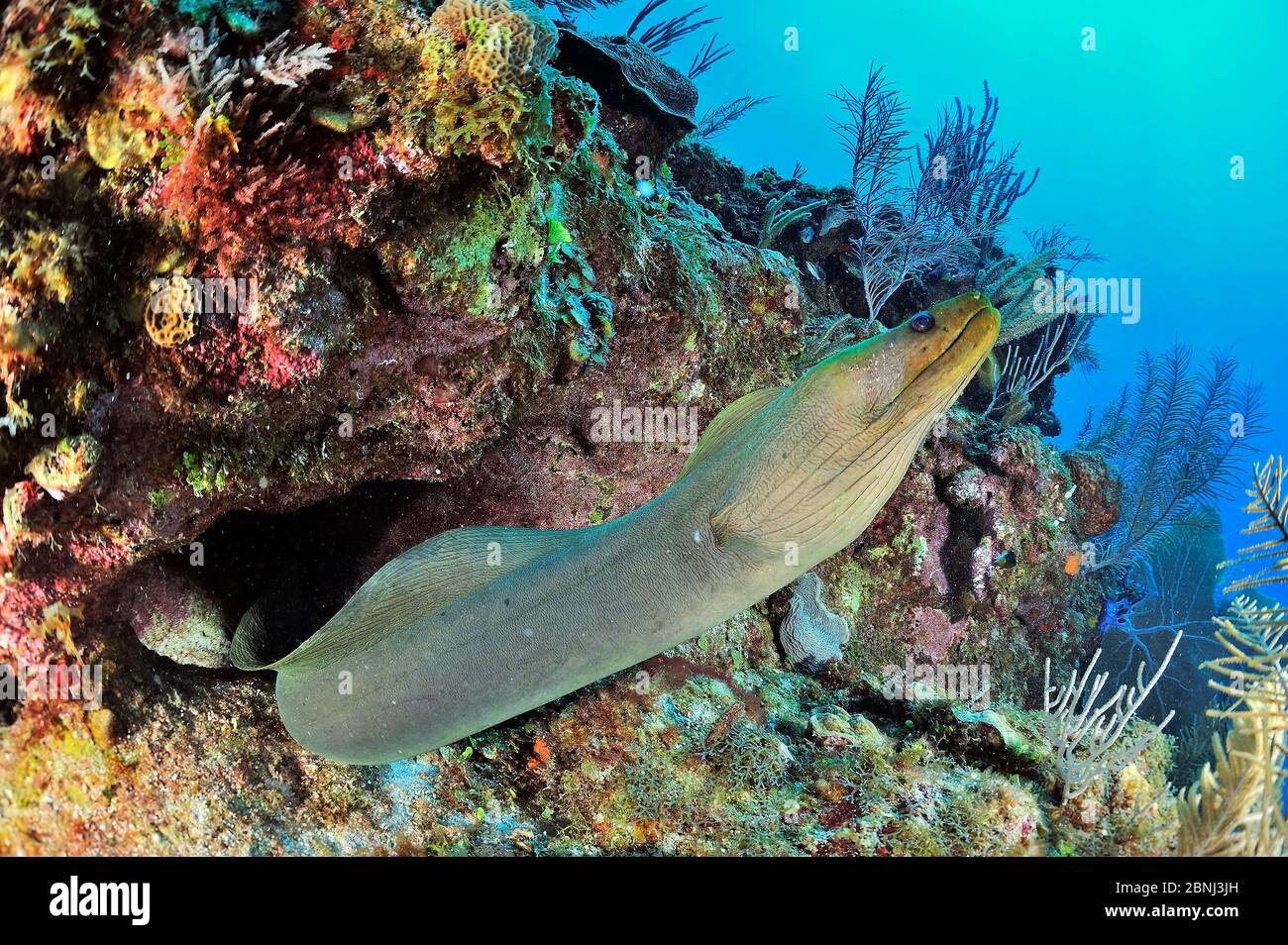 Green moray (Gymnothorax funebris) out of its hole or burrow, Belize, Caribbean Stock Photo
