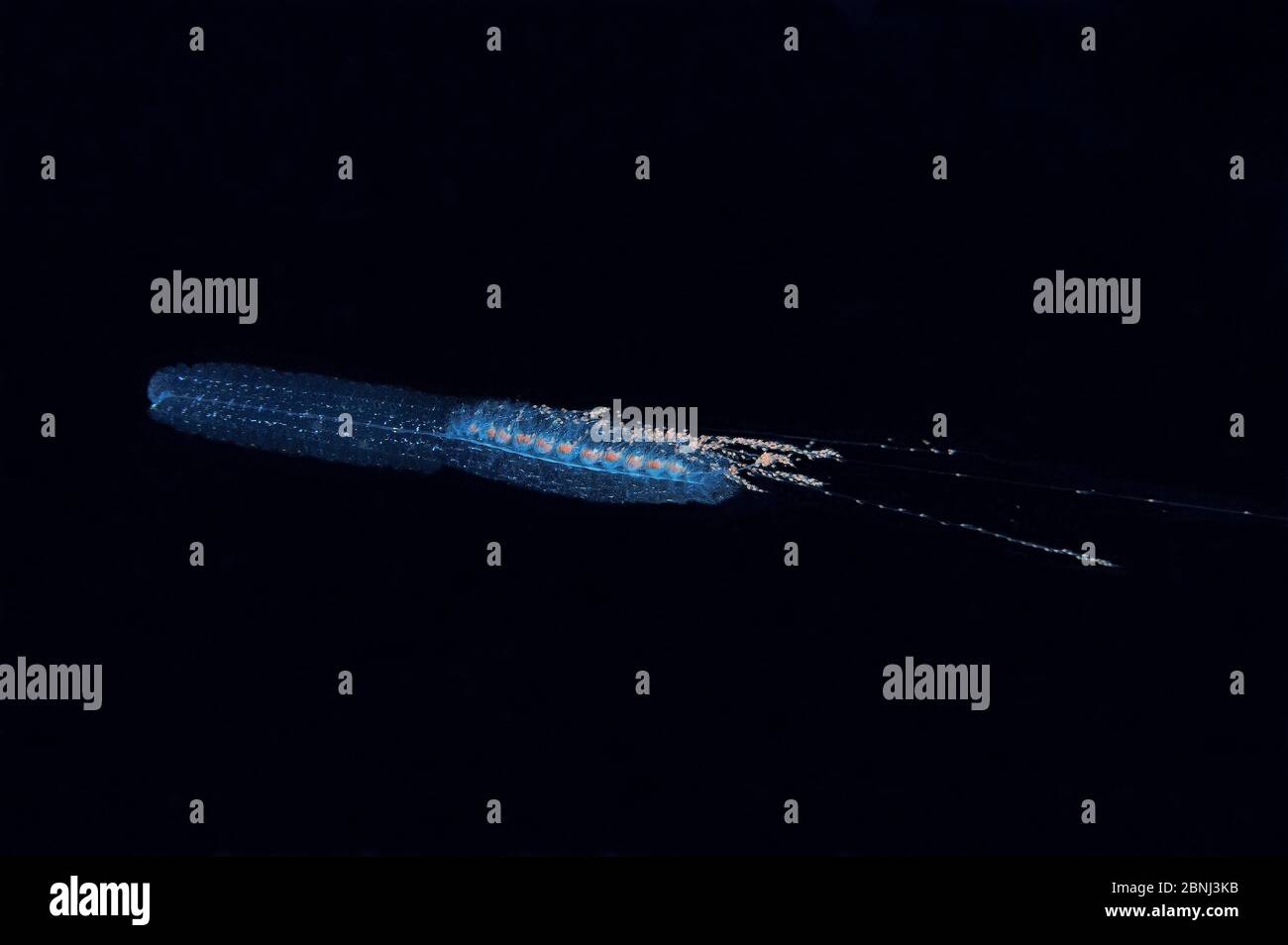 A siphonophore (Siphonophorae or Siphonophora) in open water at night, Palau, Philippine Sea Stock Photo
