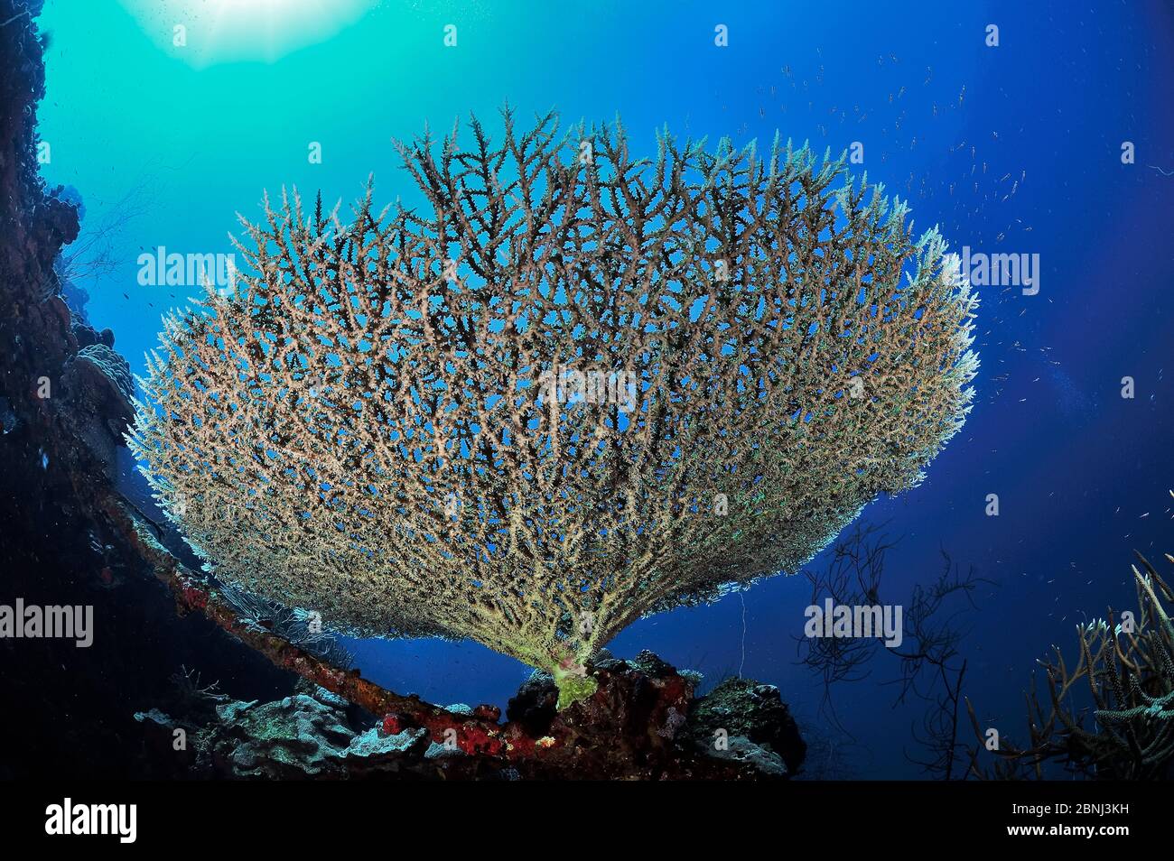 Hard coral table (Acroporidae) on the wreck of the Techio Maru a Japanese cargoship sunk in 1944 during World War II, Palau, Philippine Sea Stock Photo