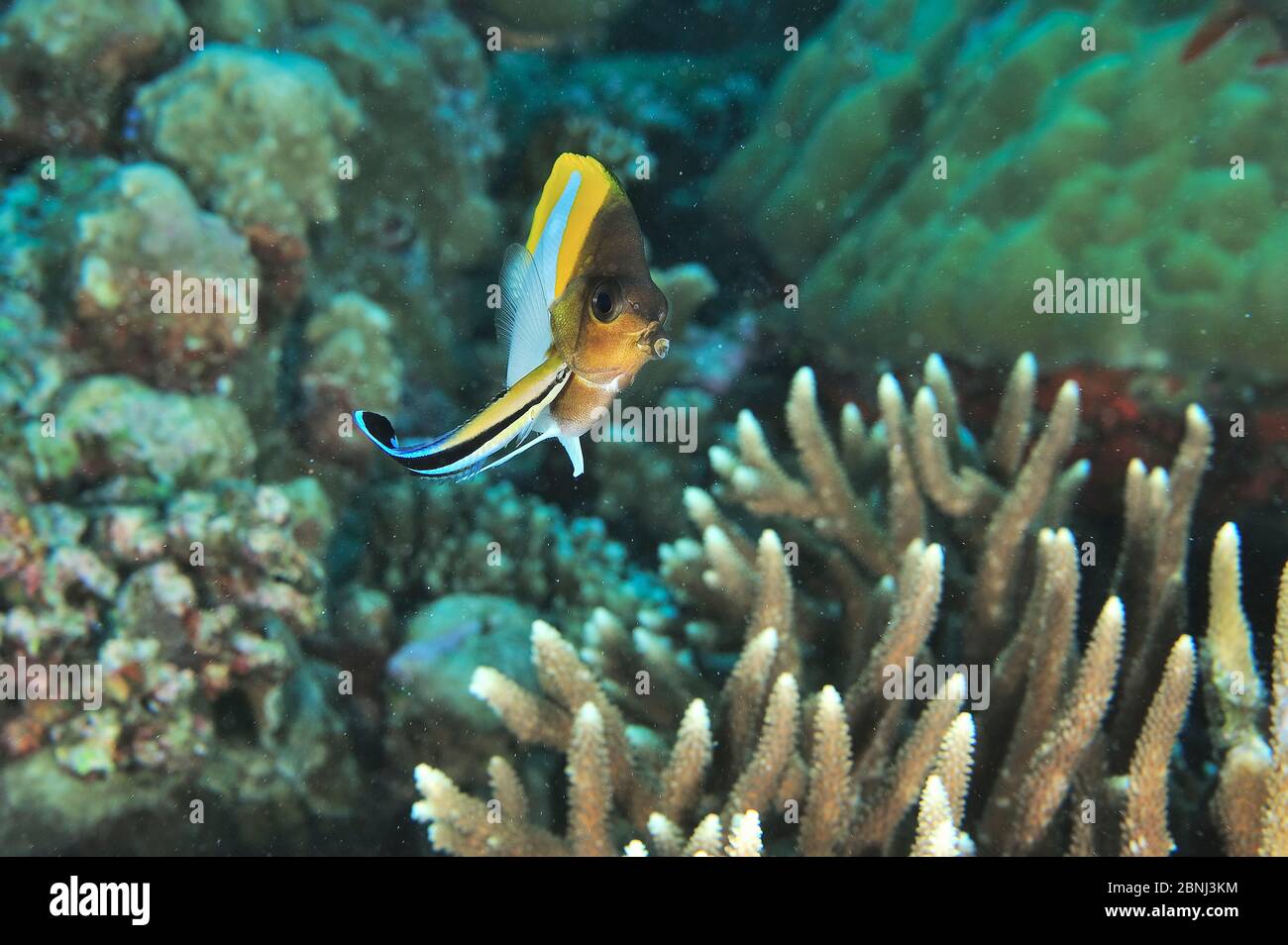 Pyramid butterflyfish (Hemitaurichthys polylepis) being cleaned by a common cleanerfish (Labroides dimidiatus) Palau, Philippine Sea Stock Photo