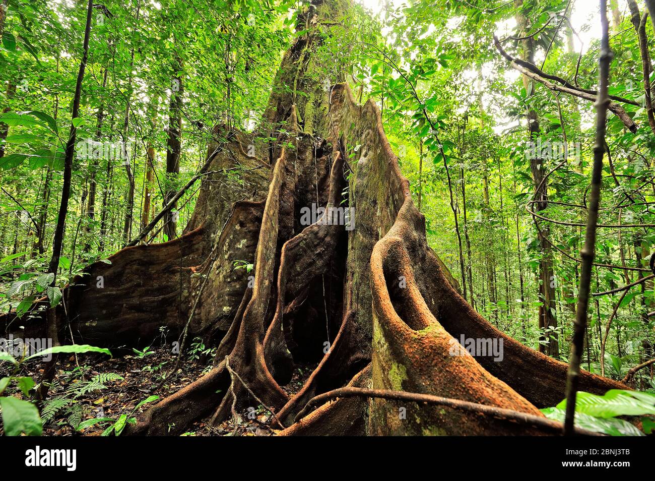 Tropical rainforest tree with large buttress roots, French Guiana Stock Photo
