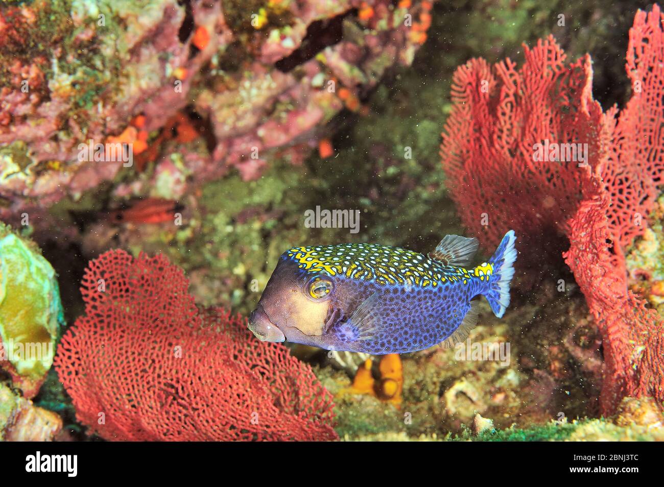 Whitespotted boxfish (Ostracion meleagris) Panama, Pacific Ocean Stock Photo