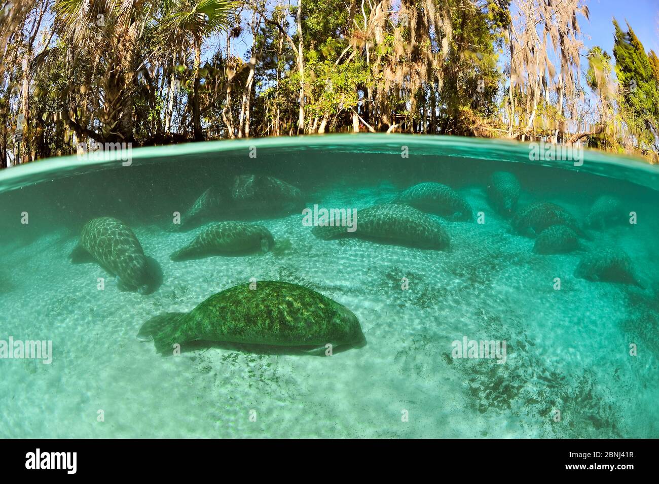 West Indian manatees (Trichechus manatus latirostris) group sleeping in the more temperate springs of Three Sisters Springs, Crystal River, Florida, U Stock Photo