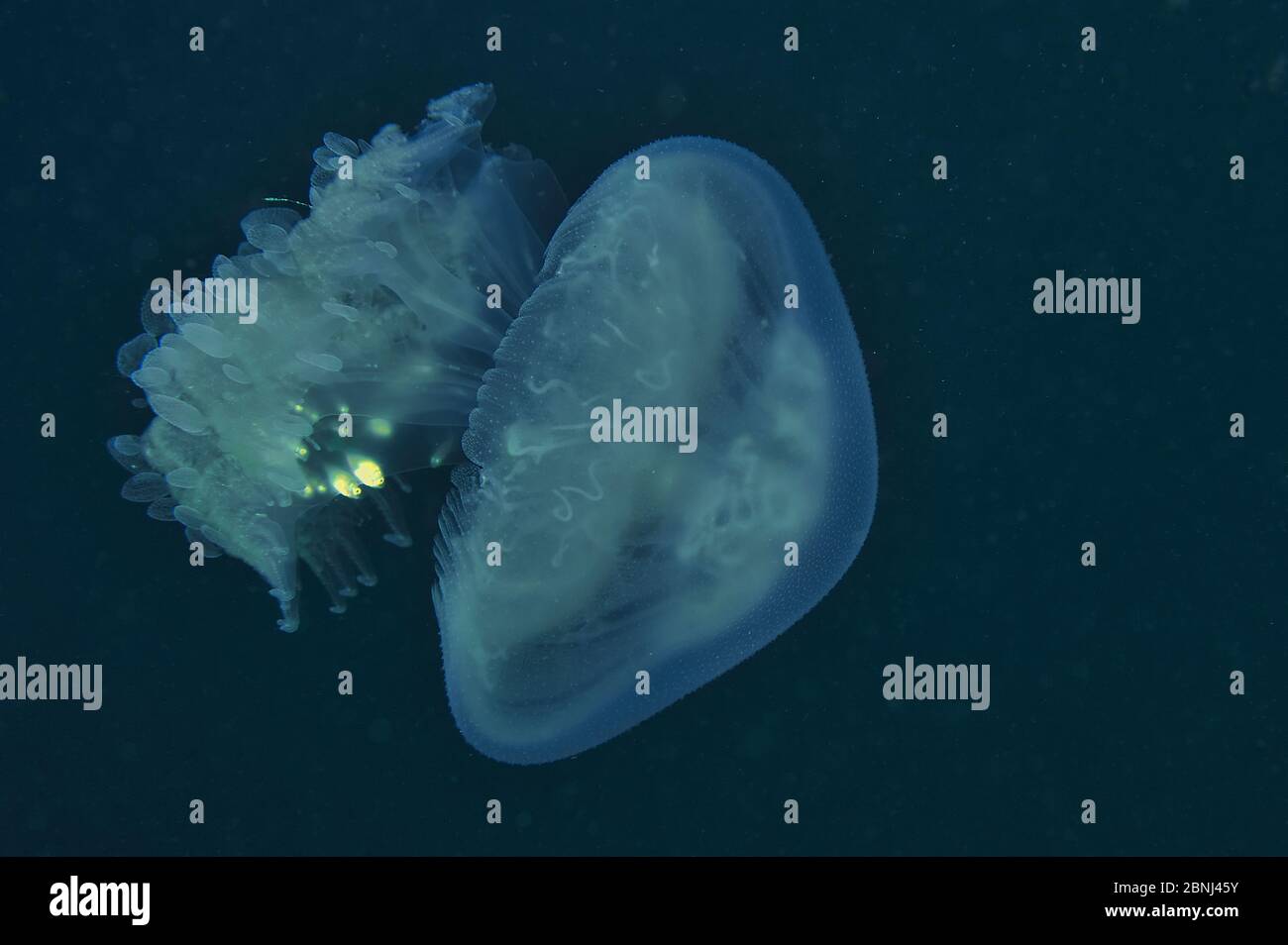 Jellyfish (Rhizostoma sp) is the host of commensal juveniles fish looking for a protection against their predators, Sulu Sea, Philippines Stock Photo