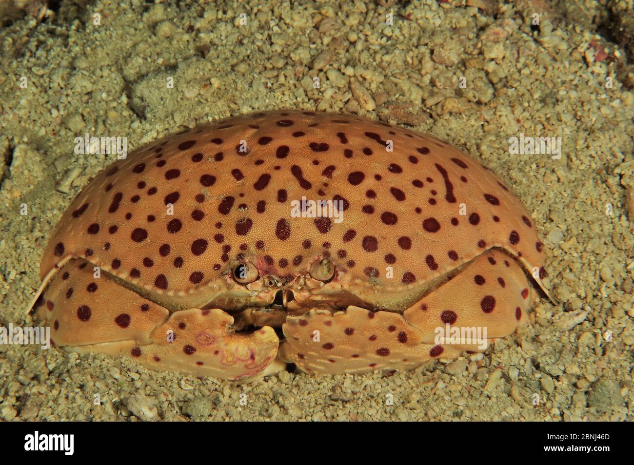 Smooth / Red-spotted box crab (Calappa calappa) Sulu Sea, Philippines Stock Photo