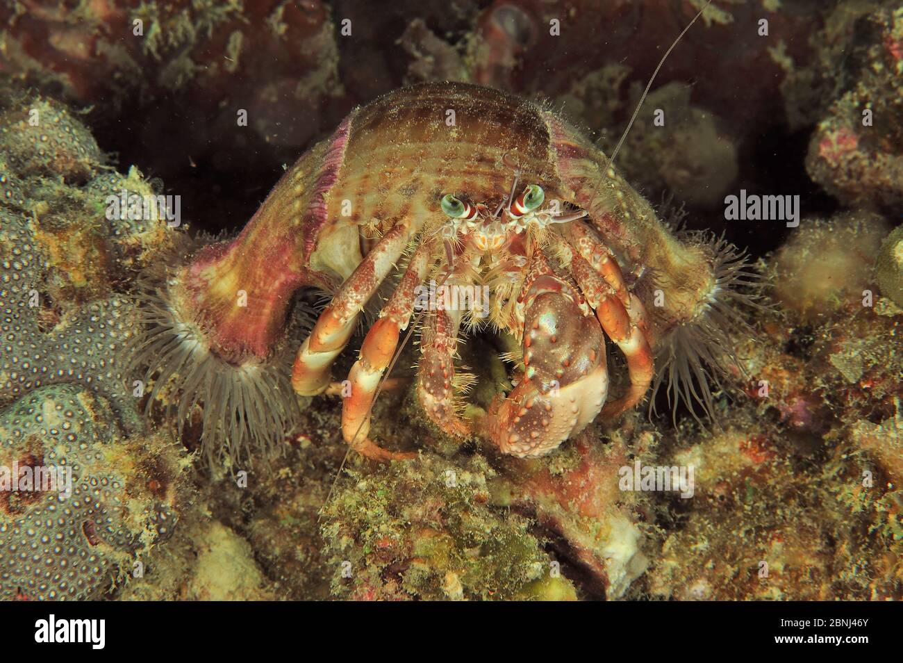 Coral hermit crab (Dardanus pedunculatus) with sea anemones on shell ...
