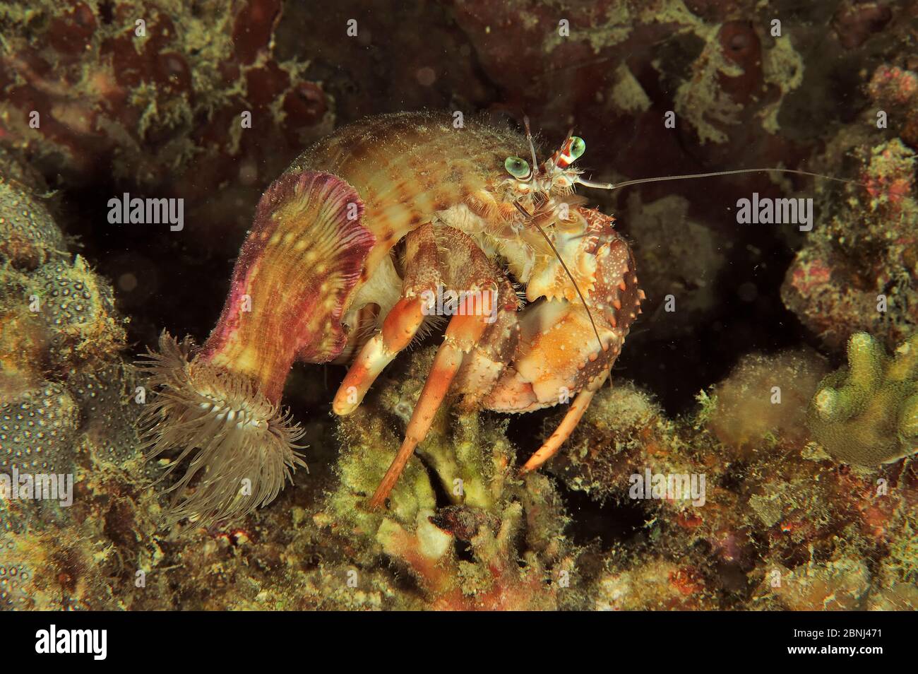 Coral hermit crab (Dardanus pedunculatus) with sea anemones on shell, Sulu Sea, Philippines Stock Photo - Alamy Coral hermit crab (Dardanus pedunculatus) with sea anemones on shell, Sulu Sea, Philippines Stock Photo - Alamy