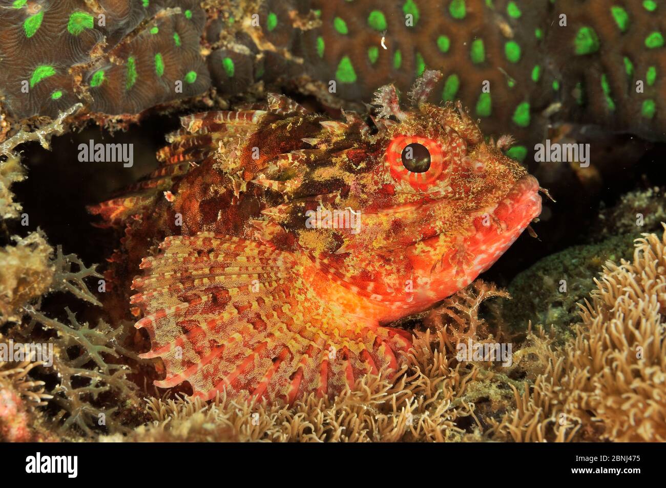 Smallscale scorpionfish (Scorpaenopsis oxycephalus) Sulu Sea, Philippines Stock Photo
