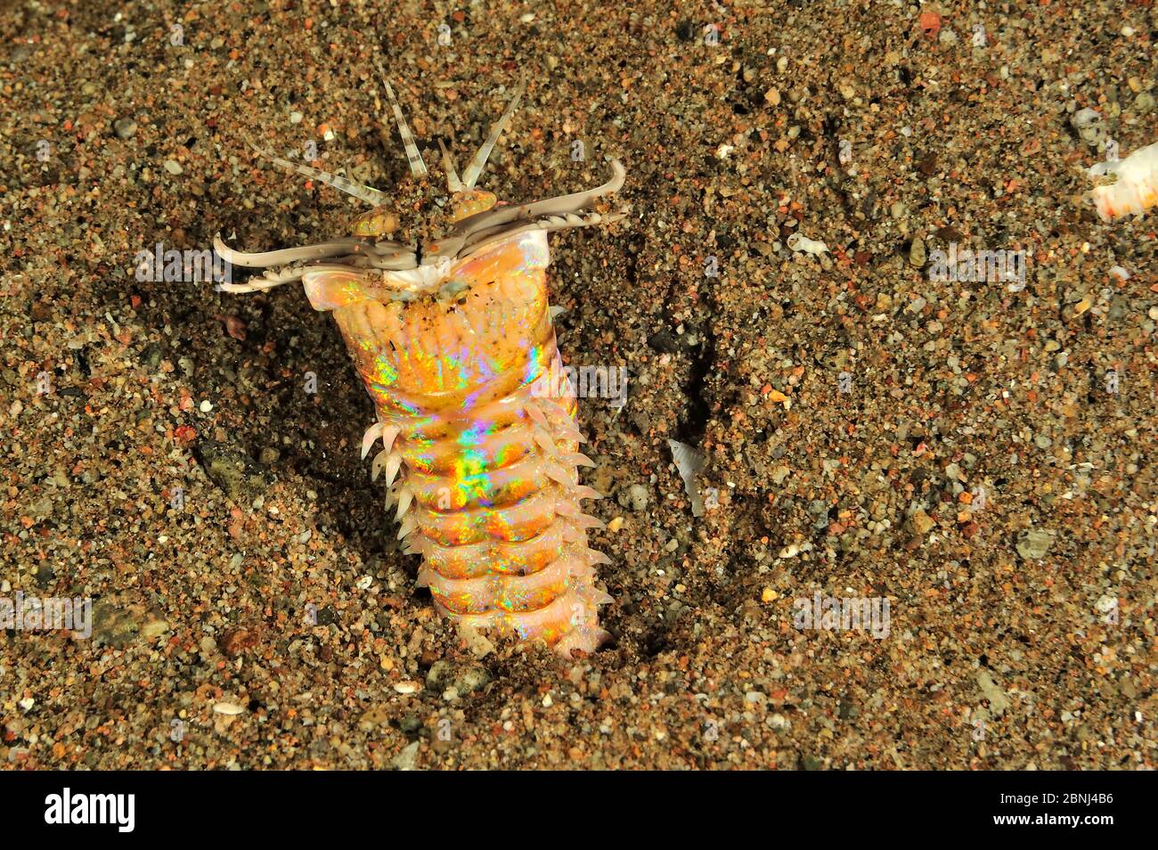 Bobbit worm (Eunice aphroditois) coming out burrow at night, Sulu Sea, Philippines Stock Photo