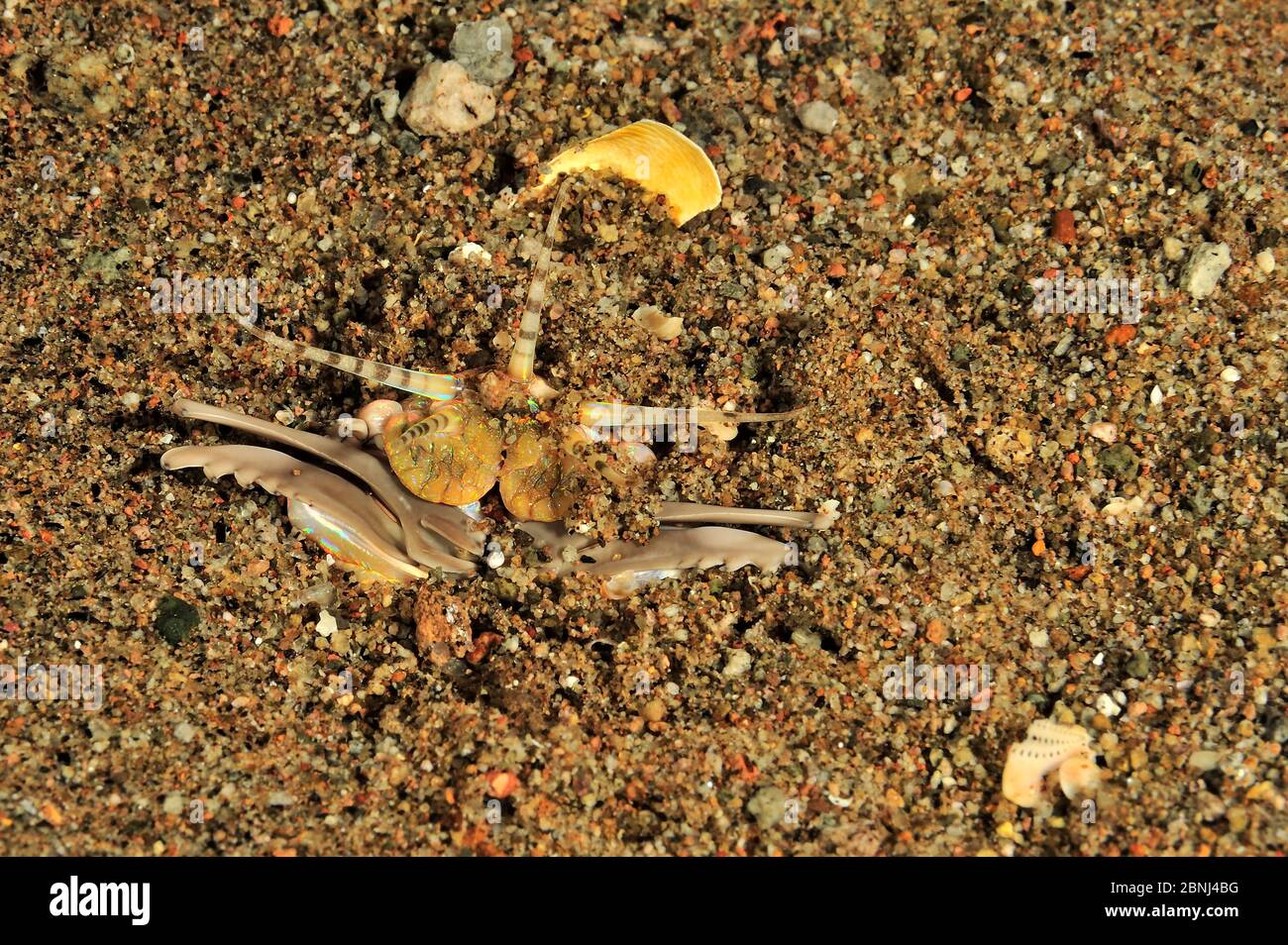Bobbit worm (Eunice aphroditois) half out burrow, Sulu Sea, Philippines Stock Photo