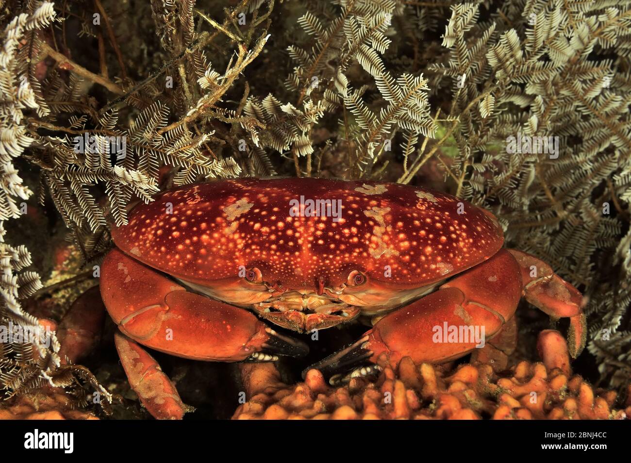 Convex reef crab (Carpilius convexus) at night, Sulu Sea, Philippines