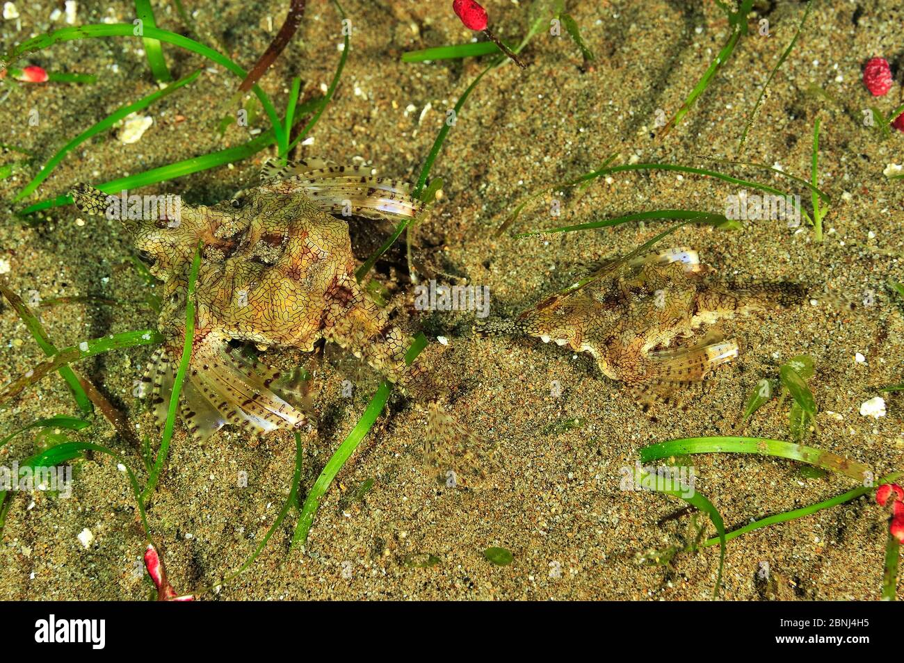 Little dragonfish / Dragon sea moth (Eurypegasus draconis) pair, Sulu Sea, Philippines Stock Photo