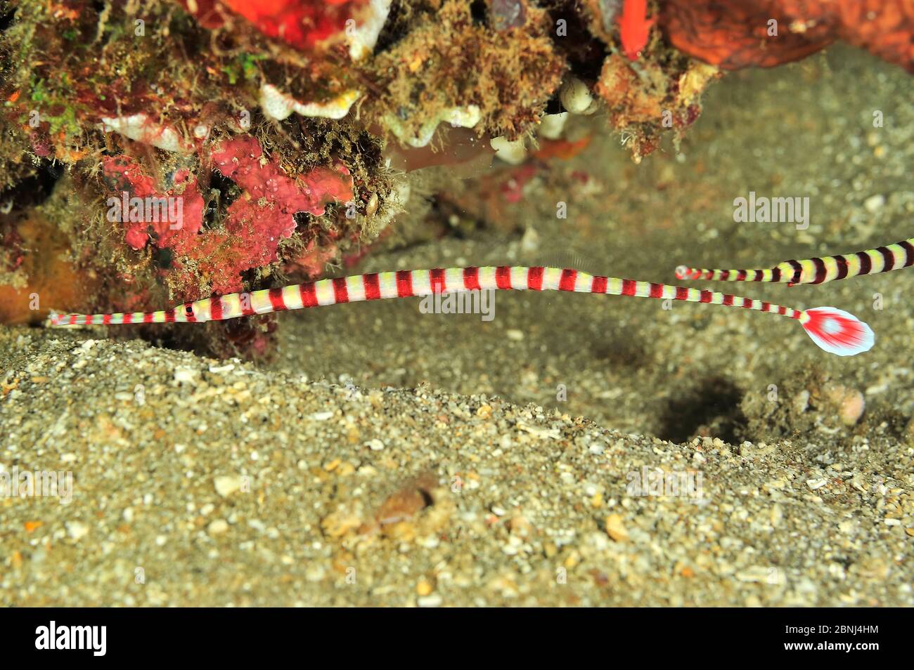Banded / ringed pipefish (Doryrhamphus dactyliophorus) Sulu Sea, Philippines Stock Photo
