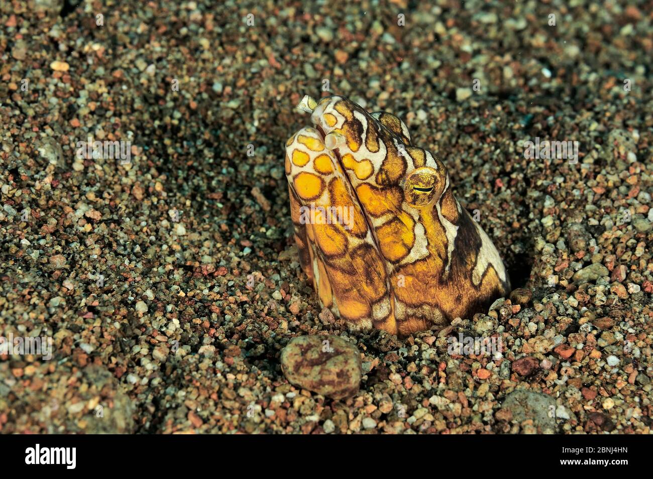 Bonapart's / Napoleon snake eel (Ophichthus bonaparti) head sticking out of sand, Sulu Sea, Philippines Stock Photo