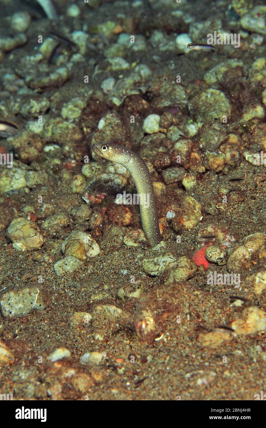 White spotted / Spaghetti garden eel (Gorgasia maculata) Sulu Sea, Philippines Stock Photo