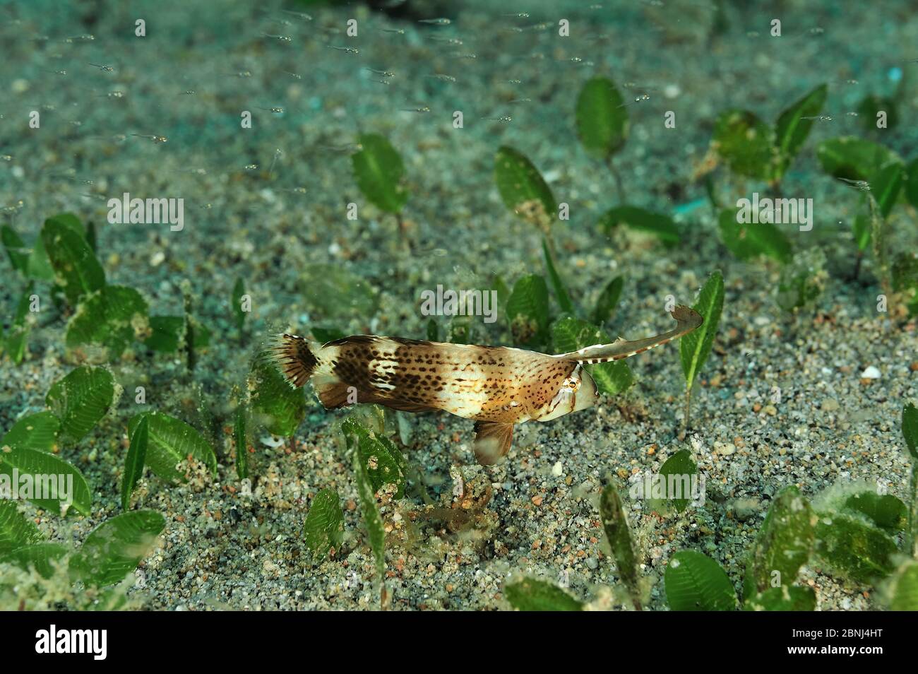 Blackbarred razorfish / Razor wrasse (Iniistius tetrazona) Sulu Sea