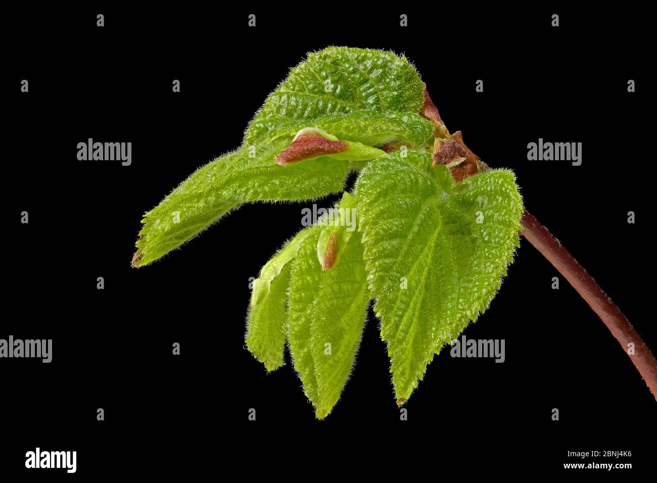 The grove beech, white beech (Carpinus betulus) a popular and versatile hedge plant Stock Photo