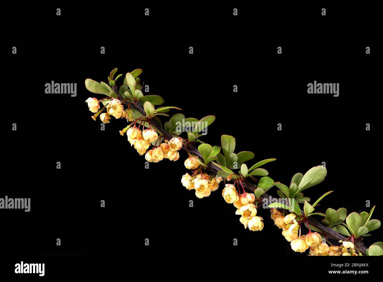 Common barberry (Berberis vulgaris), sour buckthorn, vinegar berry. Often used as a thorn hedge. Stock Photo