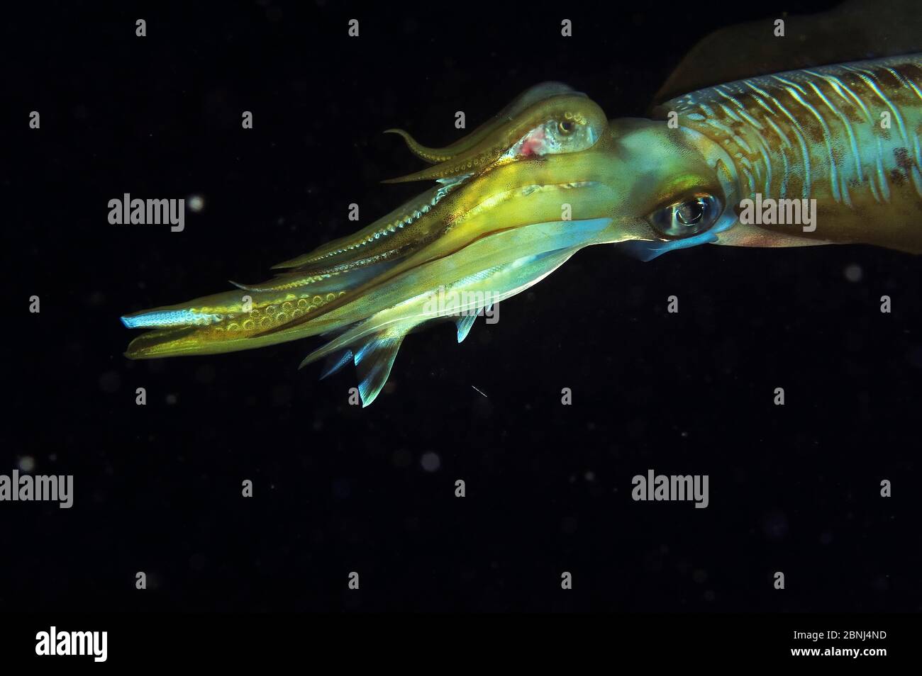 Bigfin reef squid (Sepioteuthis lessoniana) which has just caught a