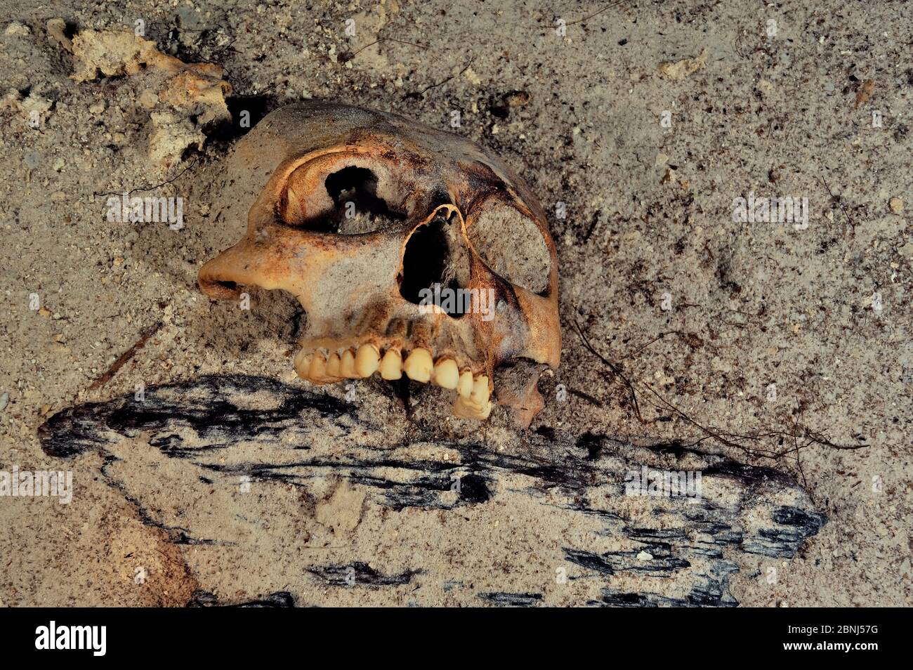 Mayan skull, possibly result of human sacrifice to the gods that the Maya culture made and then threw in cenote, Prehispanic Era, Punta Laguna Cenote, Stock Photo
