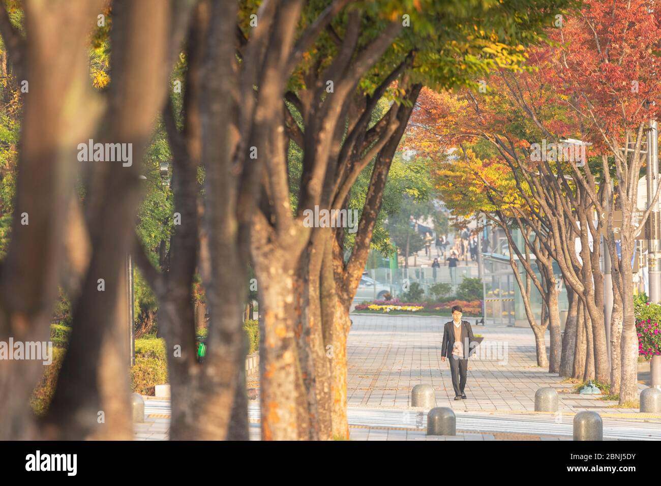 Man walking past autumnal trees, Gangnam-gu, Seoul, South Korea, Asia Stock Photo